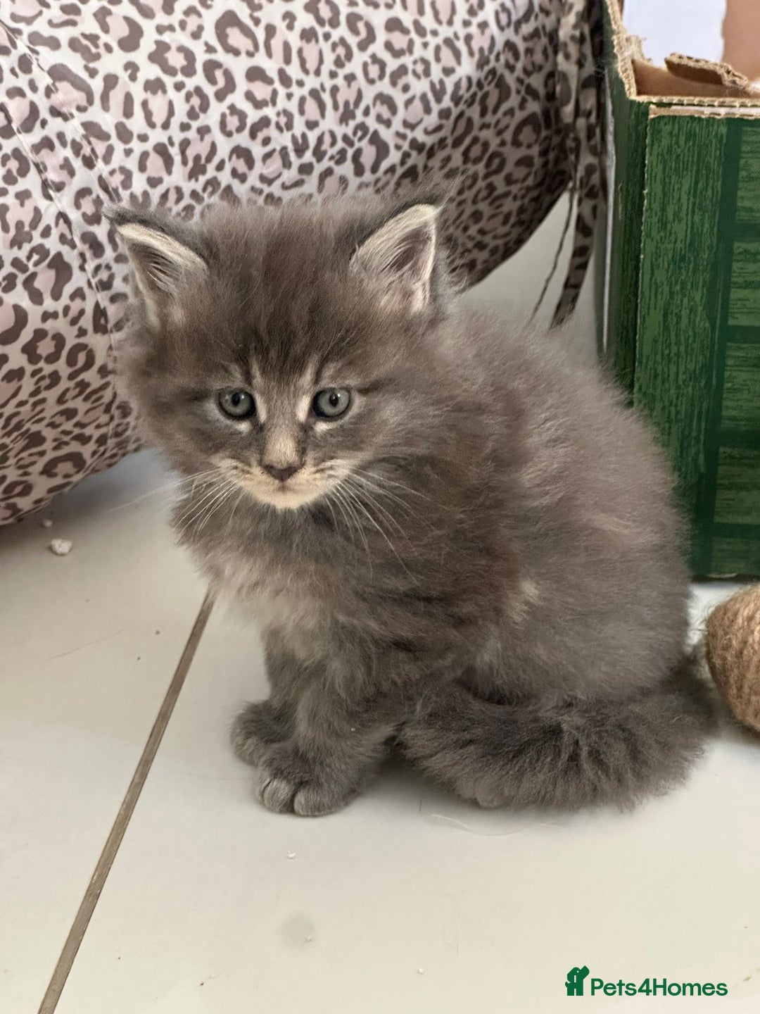 Maine Coon cats for sale: Stunning Mainecoon Kittens - Image 17