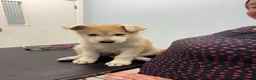 Mixed Breed dogs for sale: White Swiss shepherd cross wolf dog - Advert 12