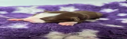Border Collie dogs for sale: Border collie puppies - Advert 24