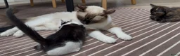 Mixed Breed cats for sale: 2 Gorgeous Cross Kittens Looking for Loving Homes - Advert 2