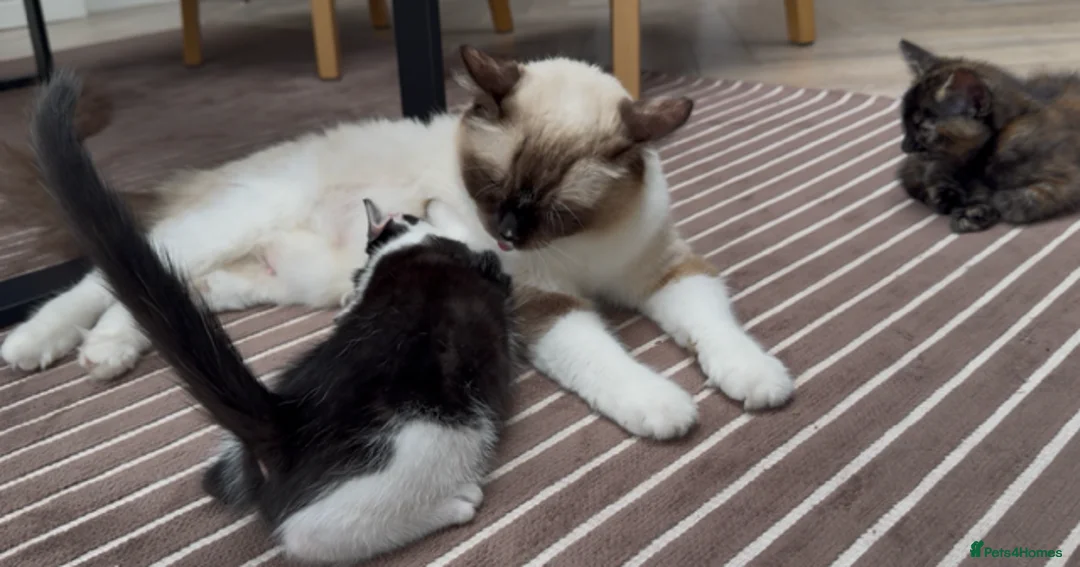 Mixed Breed cats for sale: 2 Gorgeous Cross Kittens Looking for Loving Homes - Advert 2