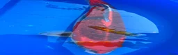 Koi Carp fish for sale: Stunning Female Kol - Approx. 45cm - £500 in Wokingham - Advert 9