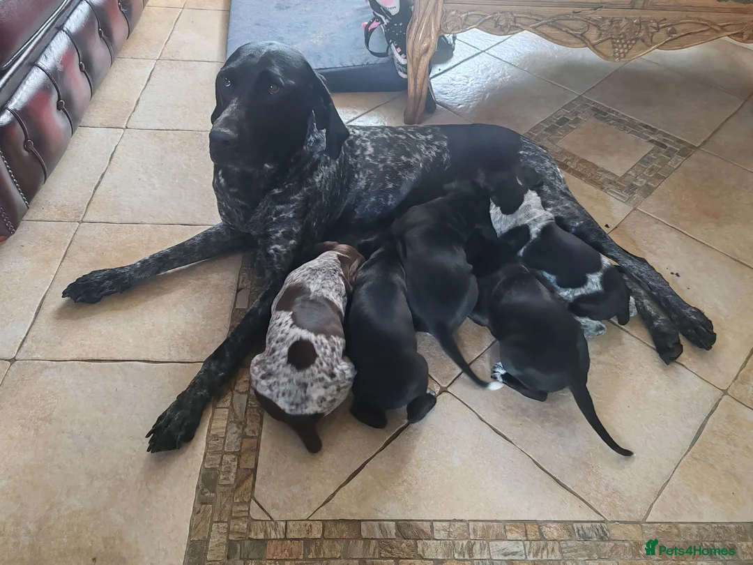 German Shorthaired Pointer dogs for sale: ❤️🐾 GORGEOUS GERMAN SHORTHAIRED POINTER PUPPIES - Advert 1