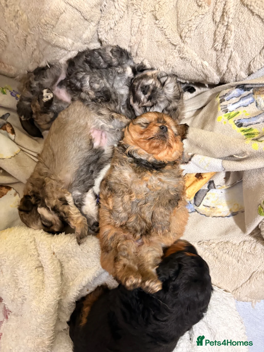 Mixed Breed dogs for sale: Pomeranian x maltipoo - Advert 27