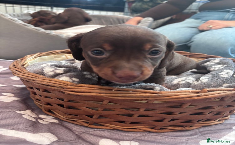 Miniature Dachshund dogs - Advert 13