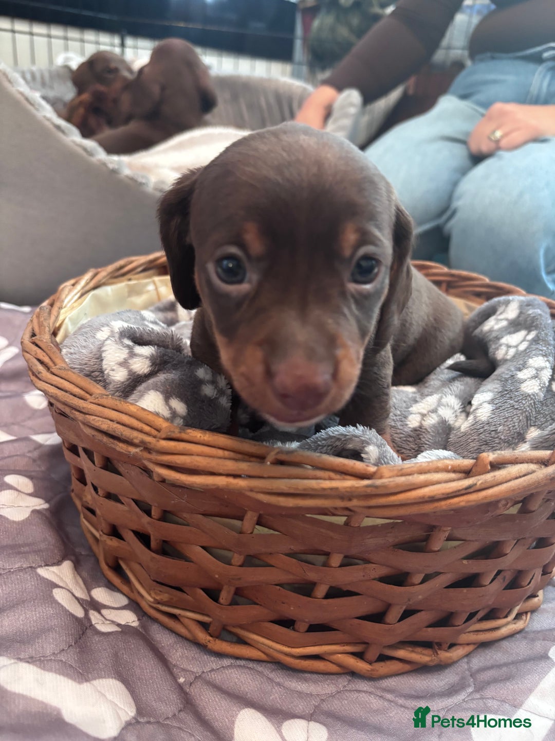 Miniature Dachshund dogs for sale: 2 boy miniature Dachshund puppies for sale - Image 1