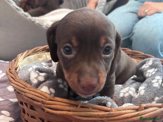 Miniature Dachshund dogs - Advert 28