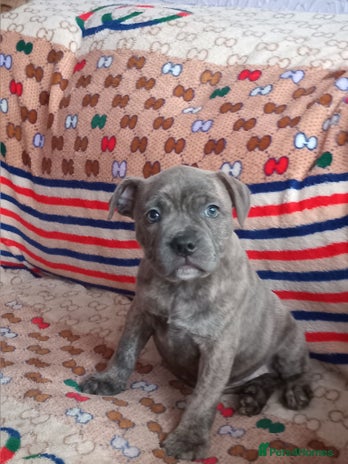 Staffordshire Bull Terrier dogs - Advert 2