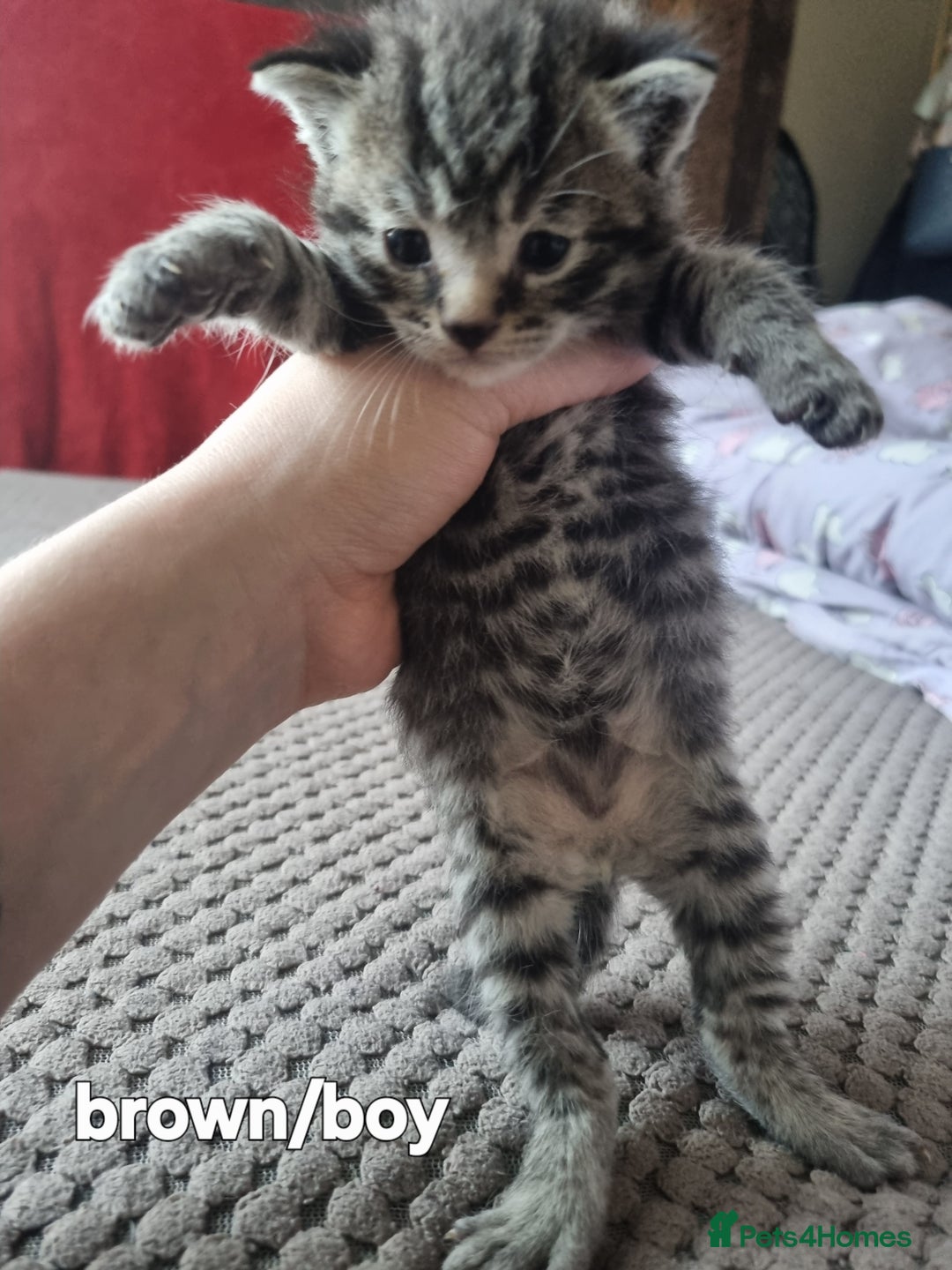 Mixed Breed cats for sale: Adorable Ragdoll-Mix Kittens Ready Soon! - Advert 2