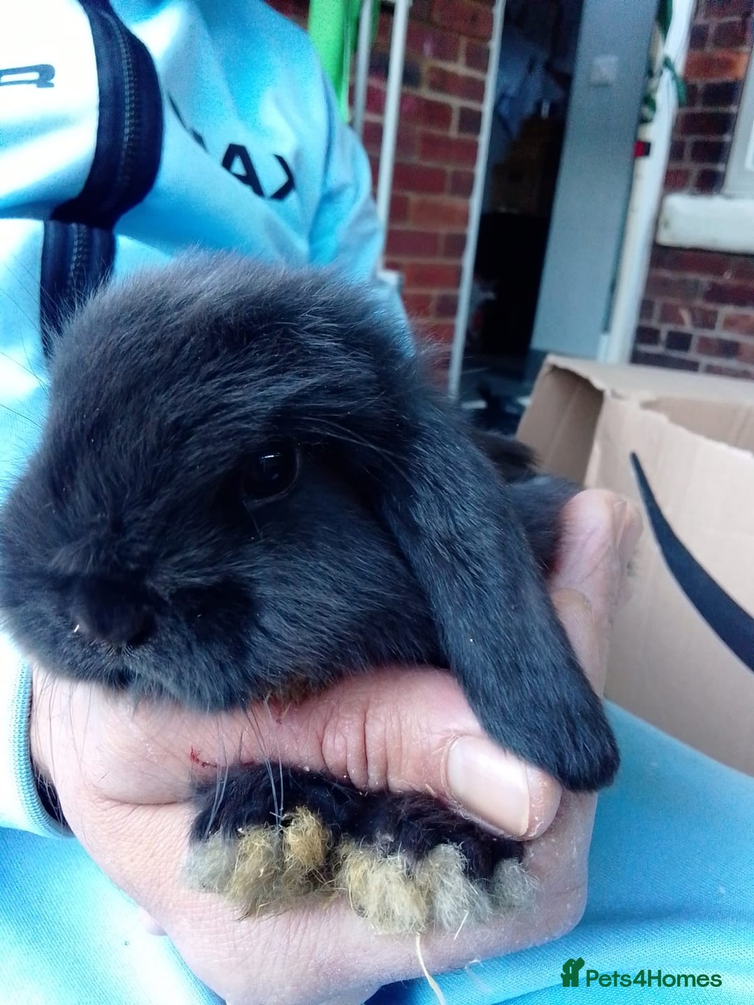 Mini Lop rabbits for sale: Beautiful Mini Lops ready on 14/12 - Advert 15