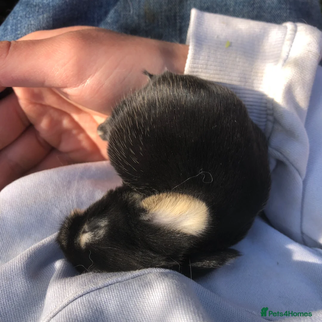 Mini Lop rabbits for sale: Mini lops for sale  - Advert 9