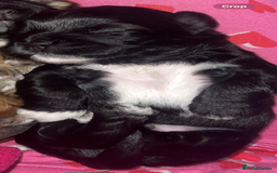 Shih Tzu dogs for sale: Pups for sale - Image 7