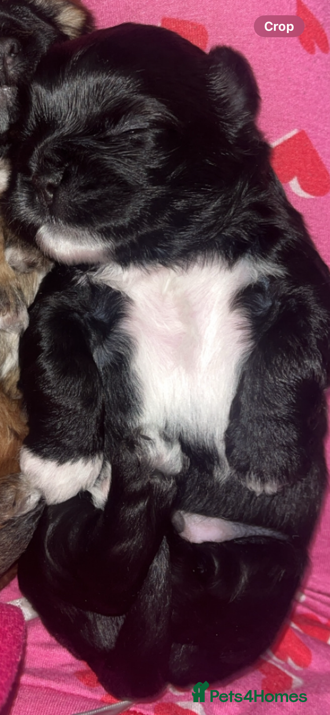 Shih Tzu dogs for sale: Pups for sale - Image 7