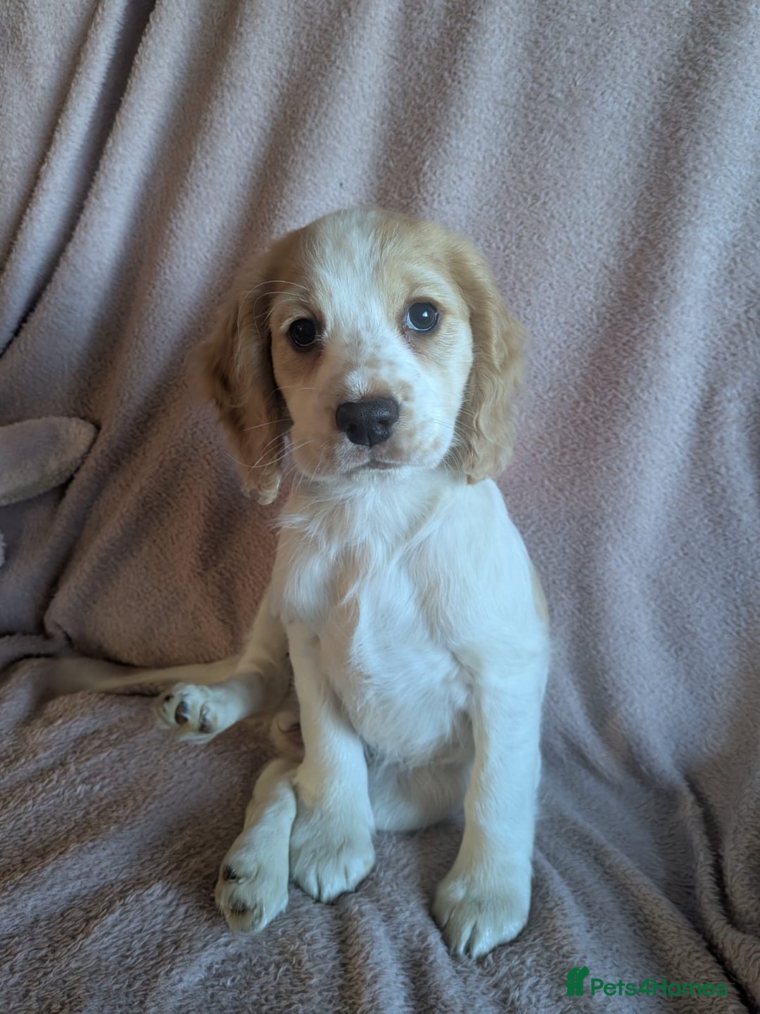 Cocker Spaniel dogs for sale: Cocker spaniels  - Advert 3