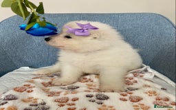 Samoyed dogs for sale: Beautiful Samoyed puppies  - Image 20