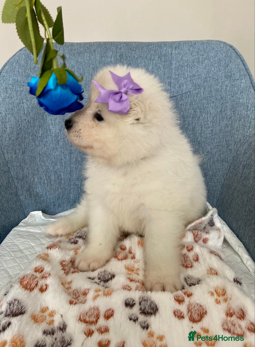 Samoyed dogs for sale: Beautiful Samoyed puppies  - Image 20