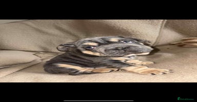 French Bulldog dogs - Advert 5