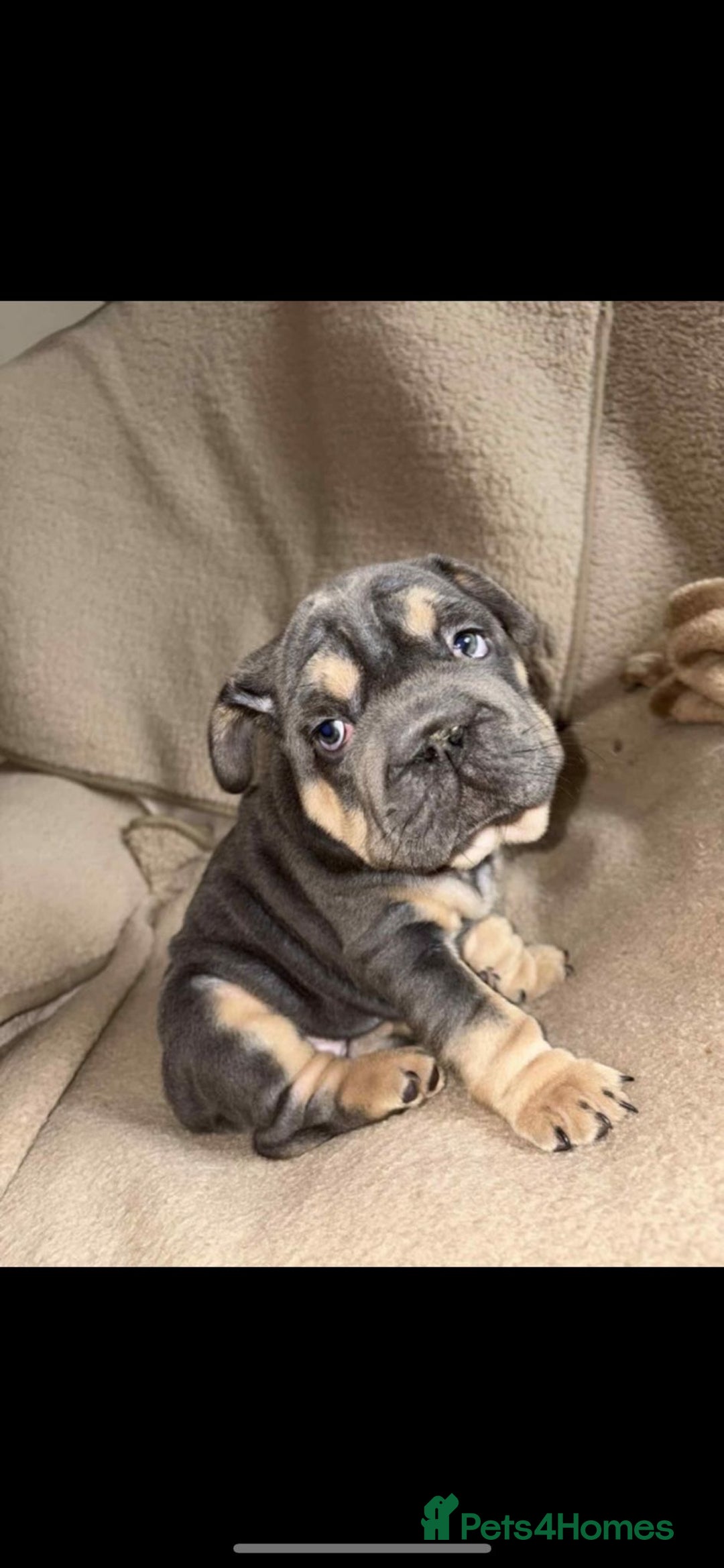 French Bulldog dogs for sale: Only 3 boys left, 5⭐️KC frenchies carrying fluffy  - Image 2