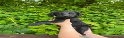 Labradoodle dogs for sale: Stunning Standard labradoodles f1   - Advert 9