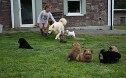 Siberian Husky dogs for sale: Beautiful Chowski puppies  - Image 30