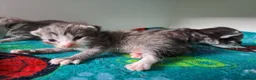 Mixed Breed cats for sale: Rag doll cross  - Advert 4