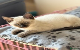 Ragdoll cats for sale: ADORABLE RAGDOLL POLYDACTYL KITTENS - READY NOW - Image 16