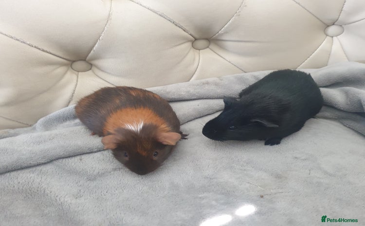 Guinea Pig rodents - Advert 16