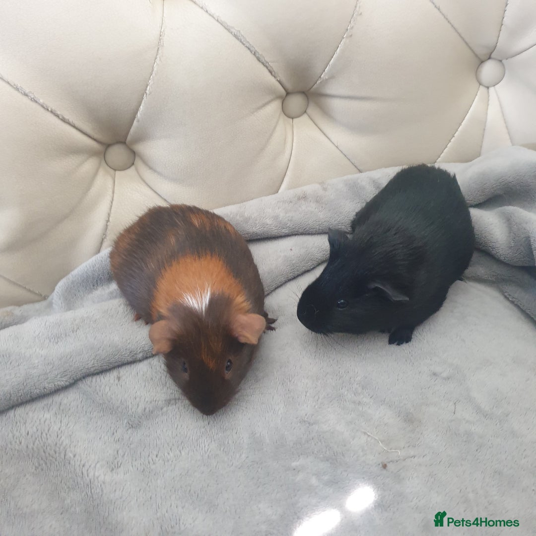 Guinea Pig rodents for sale: Baby guinea pigs - Image 1