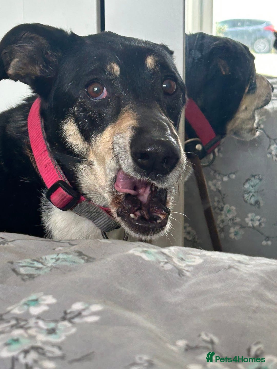 Mixed Breed dogs for adoption: Lottie - Norwich Norfolk  in Norwich - Advert 25