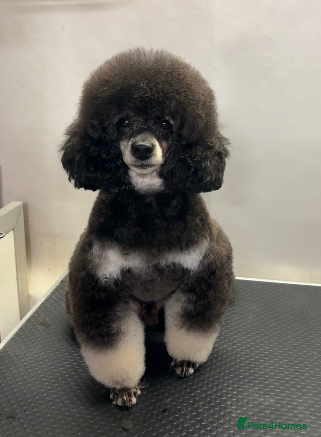 Toy Poodle dogs for stud: KC Registered Blue Silver Phantom Health Tested  in Preston - Image 6