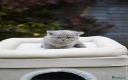 British Shorthair cats for sale: British Shorthair kittens  - Image 1