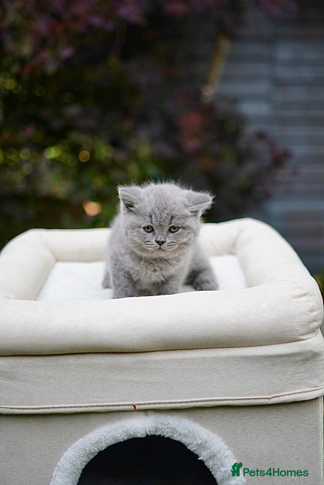British Shorthair cats for sale: British Shorthair kittens  - Image 1