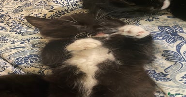 Domestic Shorthair cats 4 medium/longhair kittens,3 tuxedo 1 tortoiseshell - Advert 1