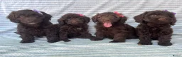 Cockapoo dogs for sale: CHOCOLATE COCKAPOOS GIRLS/BOYS PUPPYS PRA CLEAR - Advert 11