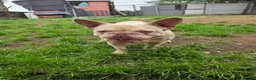 French Bulldog dogs for sale: French bulldog ******  - Advert 5