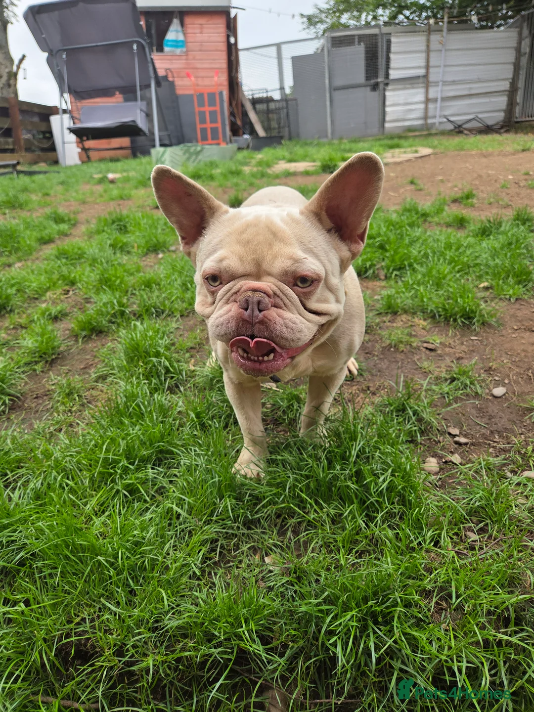 French Bulldog dogs for sale: French bulldog ******  - Advert 5