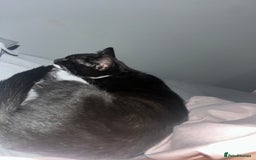 British Shorthair cats for sale: Tux needs a new home.  - Image 4