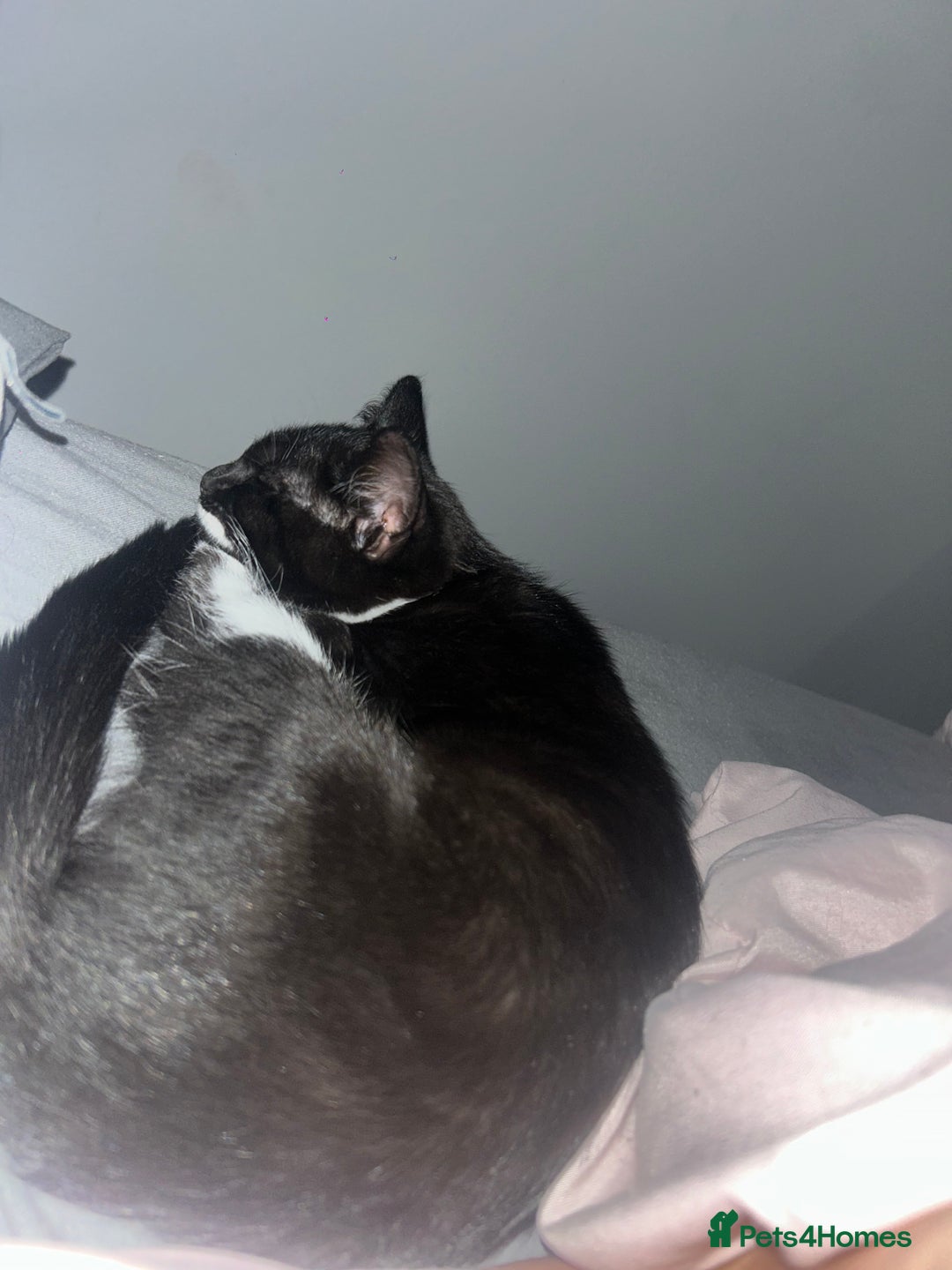 British Shorthair cats for sale: Tux needs a new home.  - Image 4