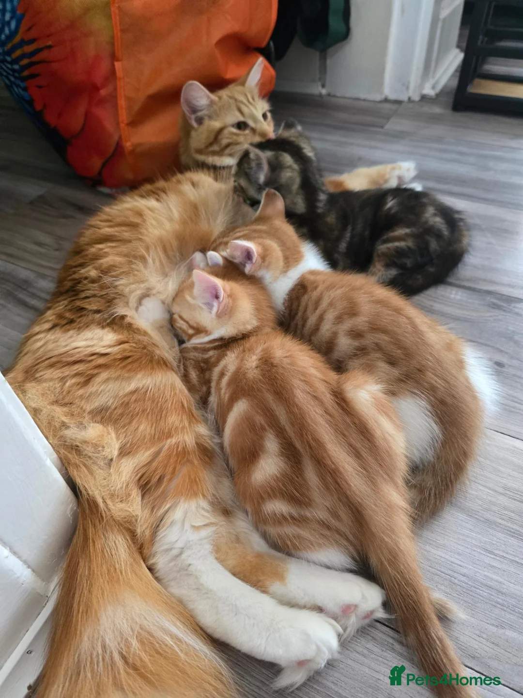 Mixed Breed cats for sale: 2 x beautiful ginger/beige boy kittens 🐱🐱❤️ in Basingstoke - Advert 15