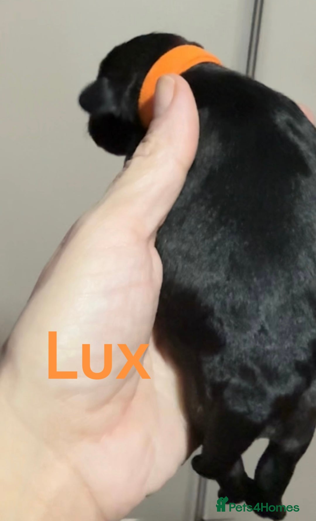 Mixed Breed dogs for sale: F1 Schnoodle Puppies all girl Litter ready March  - Advert 9