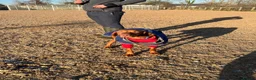 Hungarian Vizsla dogs for sale: Outstanding Kc registered Hungarian vizsla - Advert 30