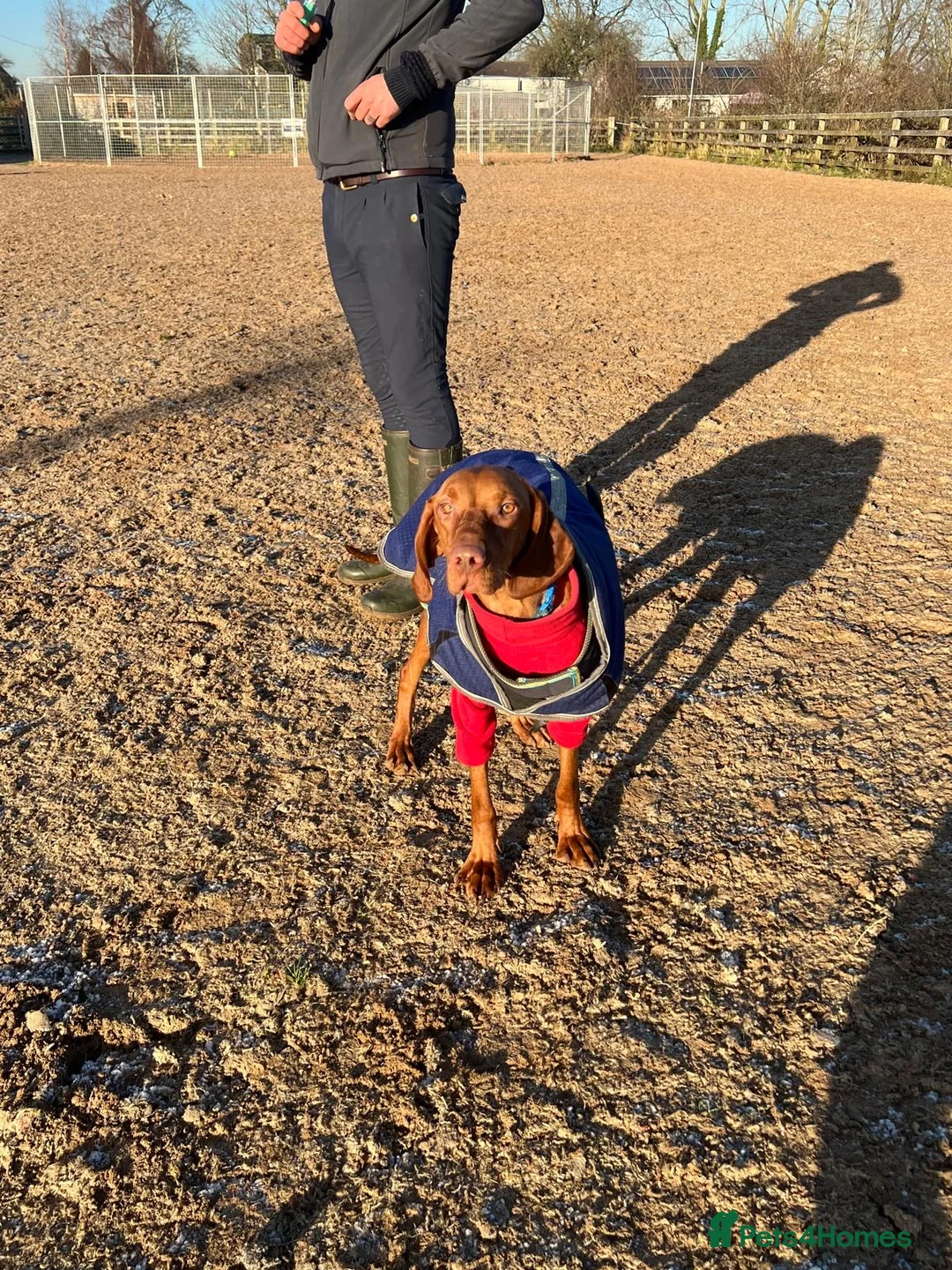 Hungarian Vizsla dogs for sale: Outstanding Kc registered Hungarian vizsla - Advert 30