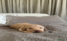 Australian Labradoodle dogs for sale: 🌟 Australian Labradoodle Puppies 🌟 - Image 4