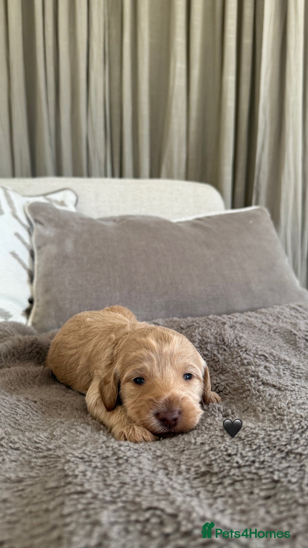 Australian Labradoodle dogs for sale: 🌟 Australian Labradoodle Puppies 🌟 - Image 4