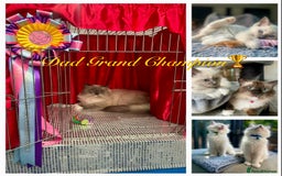 Ragdoll cats for sale: Outstanding TICA reg Kittens – Champion Bloodlines - Image 1