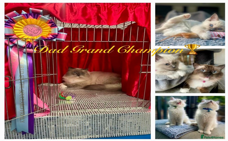 Ragdoll cats - Advert 15