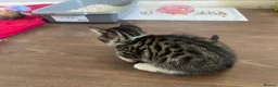 Bengal cats for sale: Beautiful male Bengal kitten  in Sidcup - Advert 6