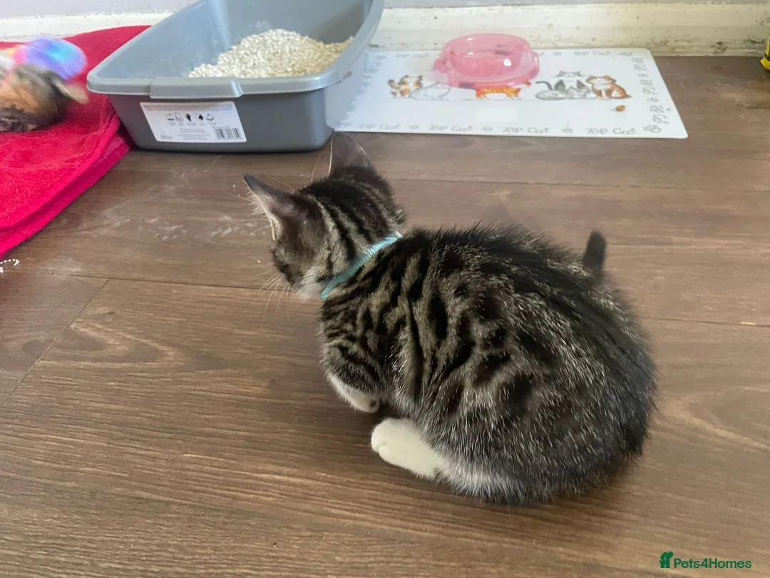 Bengal cats for sale: Beautiful male Bengal kitten  in Sidcup - Advert 6