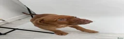 Dogue De Bordeaux dogs for sale: Dogue de Bordeaux Female  - Advert 7