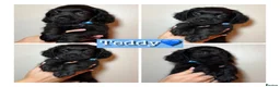 Mixed Breed dogs for sale: Gorgeous Cockapoo X shih tzu puppies🥺🐾 - Advert 3
